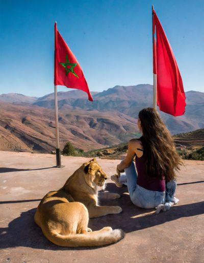 Lion in moroccan flags and beautiful women sitting front atlas montains 